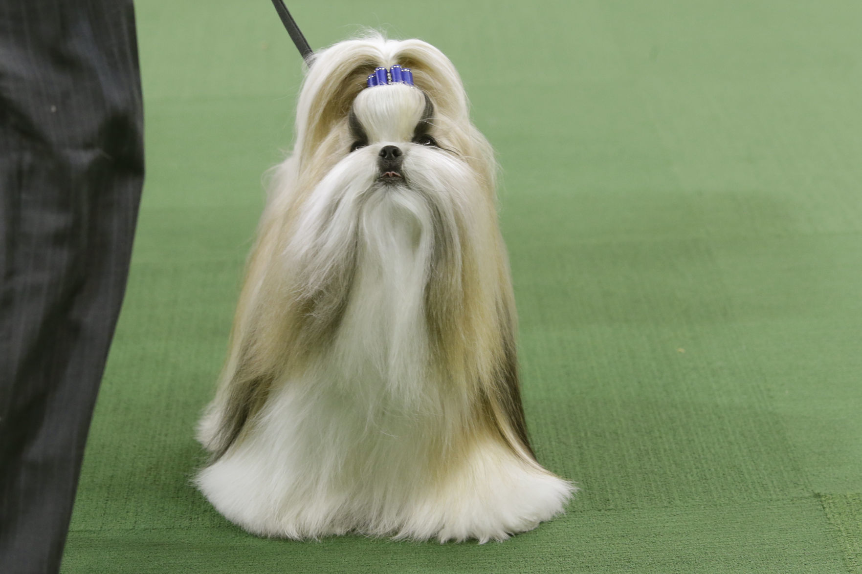 20. Shih Tzu